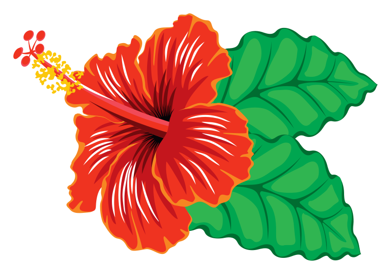 Hibiscus clipart png 