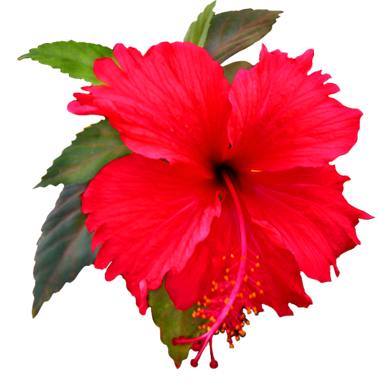 Hibiscus clipart png 
