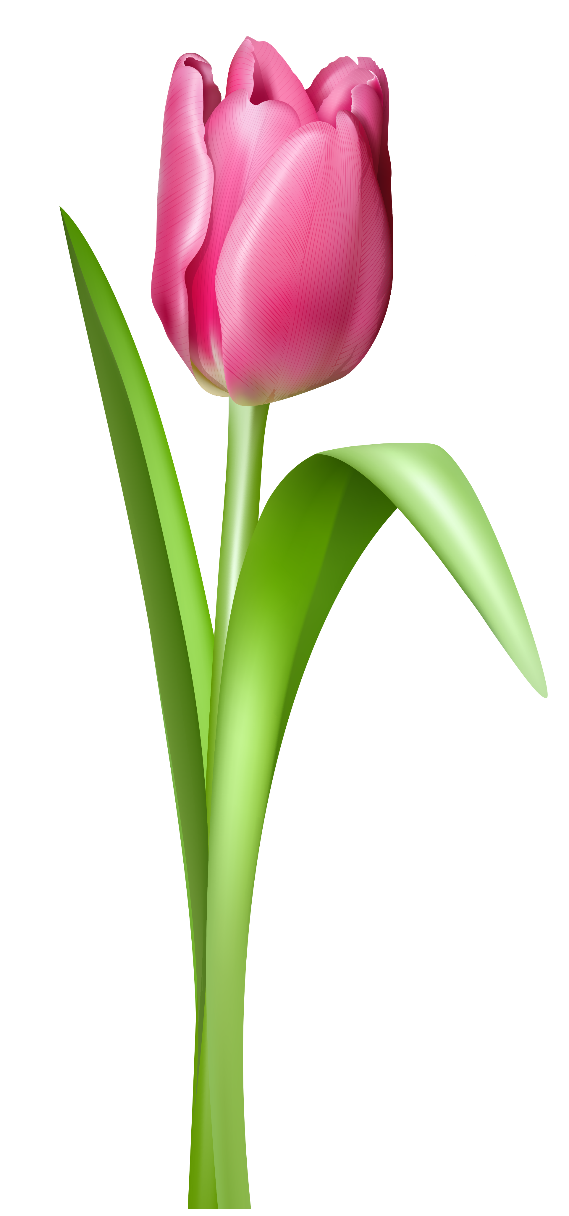 Pink Tulip Transparent PNG Clipart Picture 