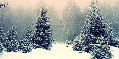 nature, snow, forest, tree, tress animated GIF 