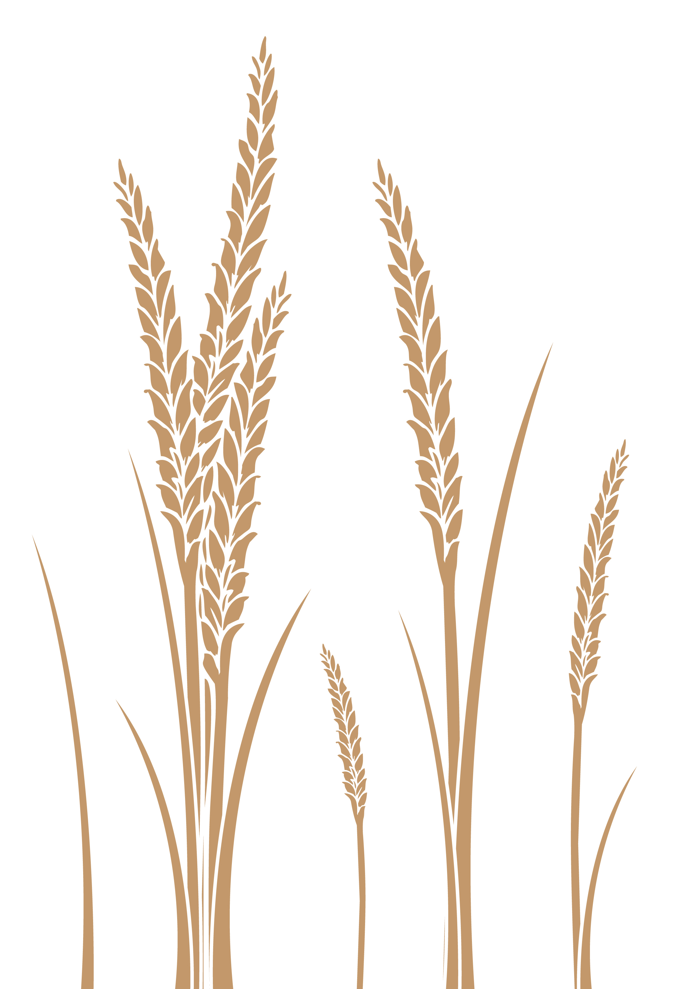 wheat stalks drawing