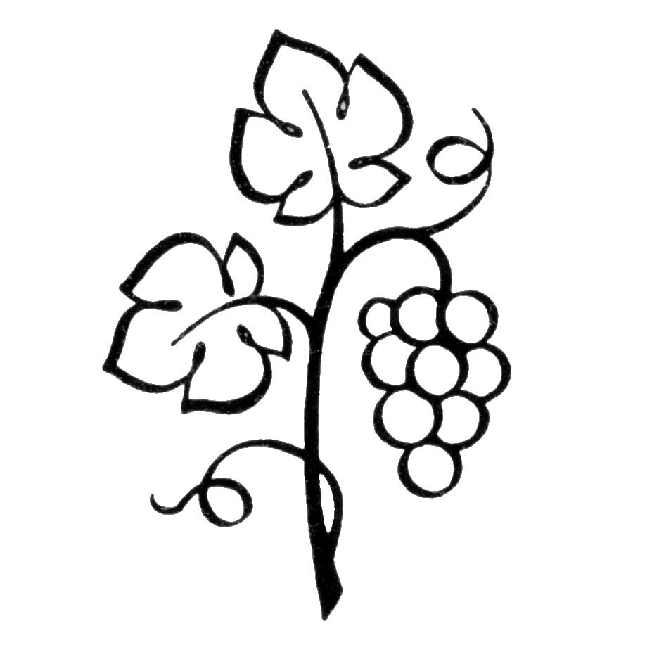 black and white grape vines - Clip Art Library.
