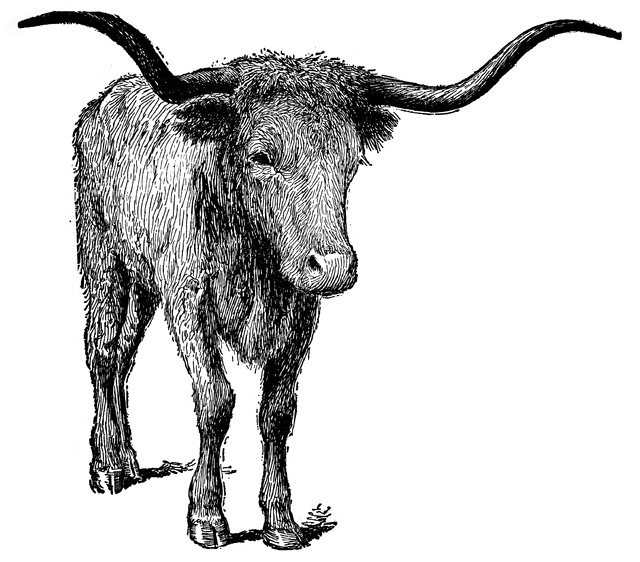 Longhorn Cattle Clipart 