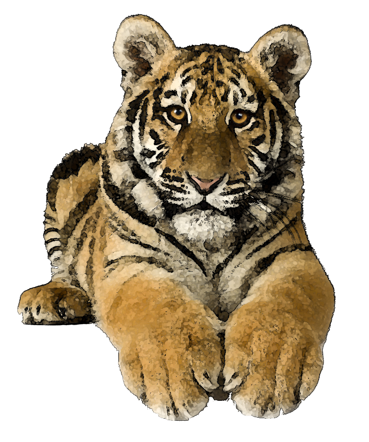 Tiger Transparent Clipart 
