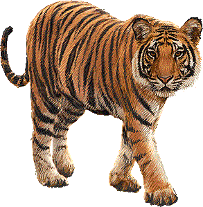 Clipart of tiger 