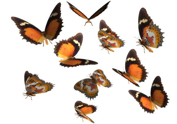 Real butterfly clipart 