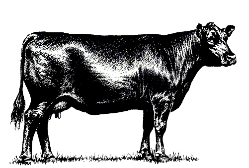 Black Cow Clipart 