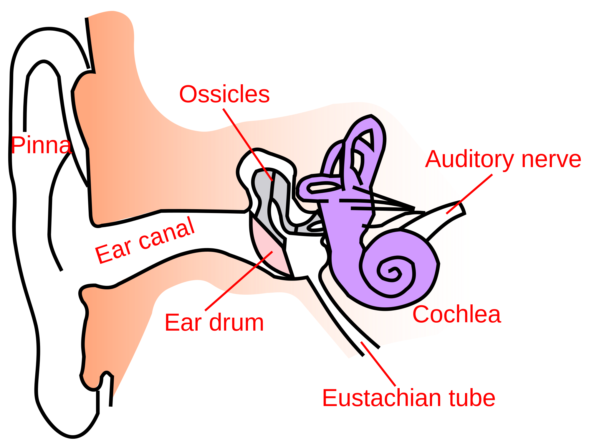 Image Of The Ear 