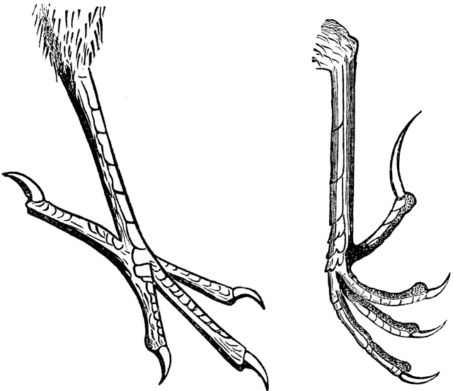 Bird Feet Clipart Clip Art Library