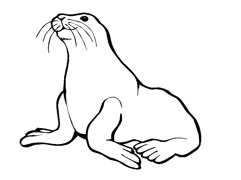Cute Seal Coloring 