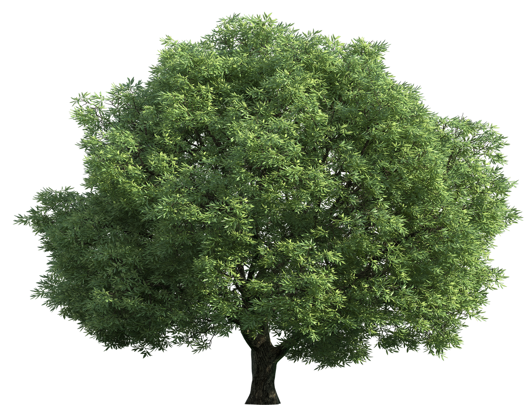 green tree clip art – Clipart Free Download 