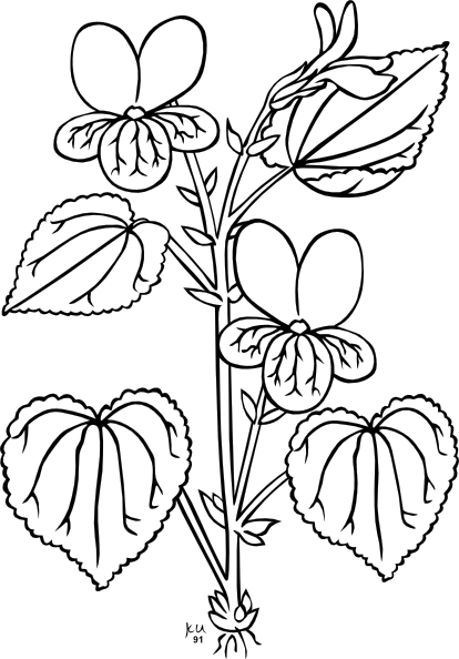 Parts of a plant clipart black and white 