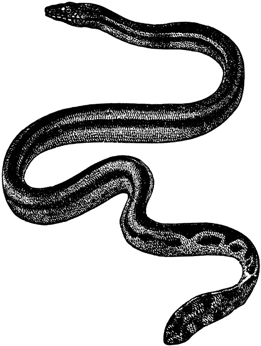Snake black and white snake clip art black and white free clipart 