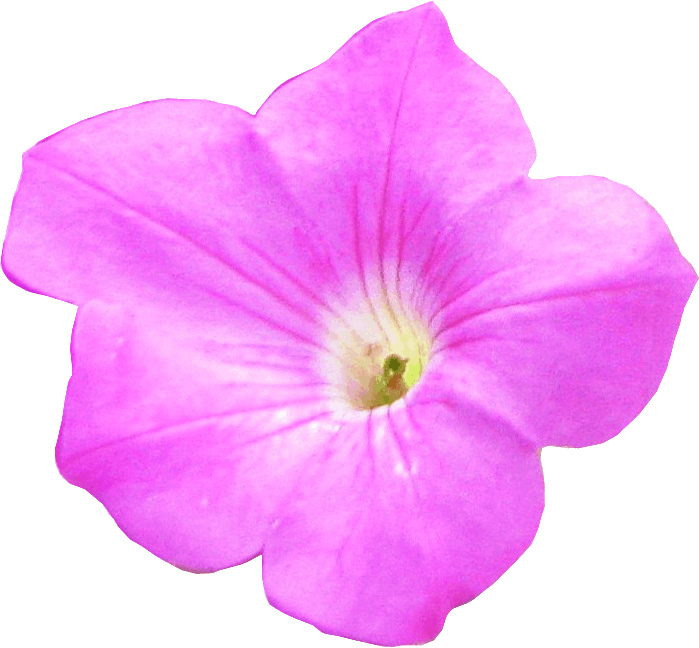 pink petunia flower clipart, 9 cm 