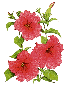 Petunia Clipart 