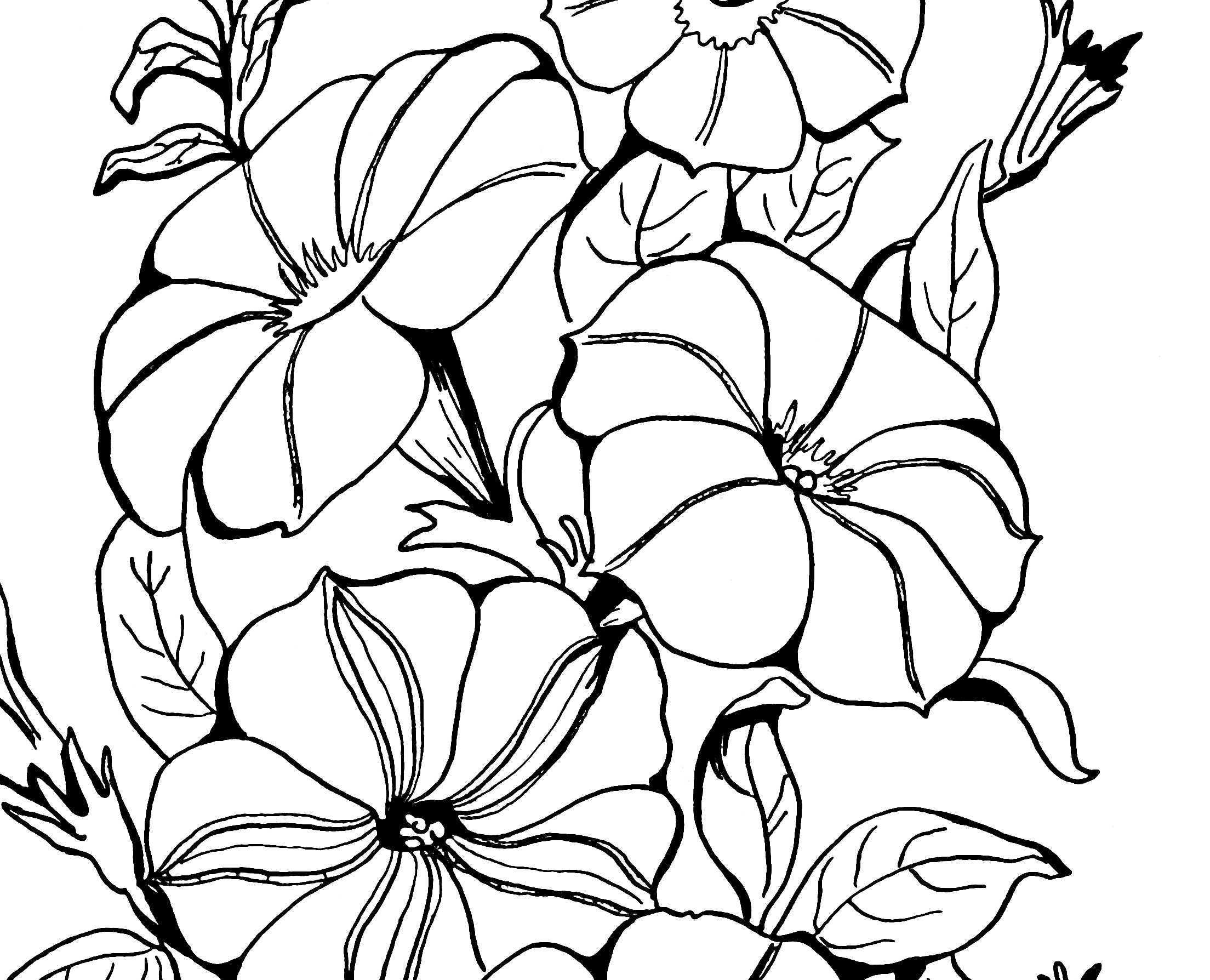 Adult Coloring Page Petunias! 