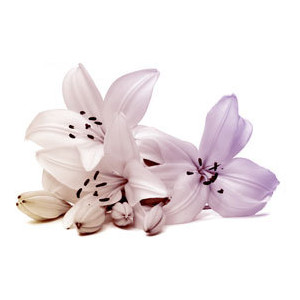 Free Funeral Bouquet Cliparts, Download Free Clip Art ...
