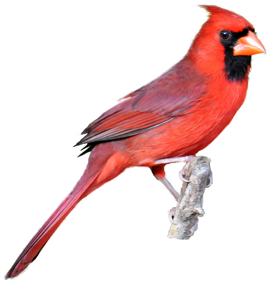 Winter Cardinal Bird Clipart 