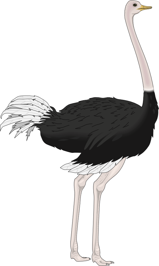 Ostrich bird clipart 