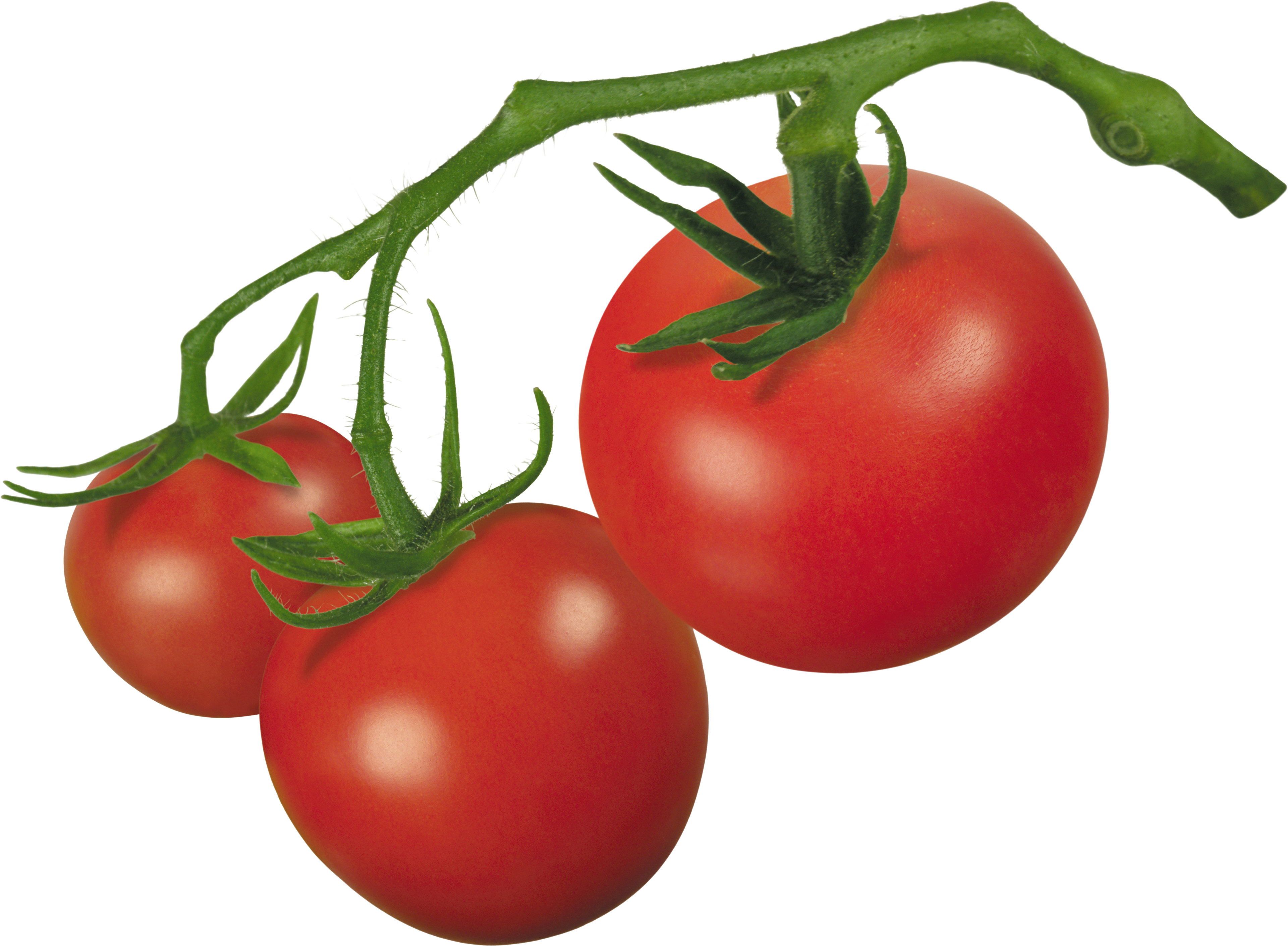 Tomato plant clipart no background 