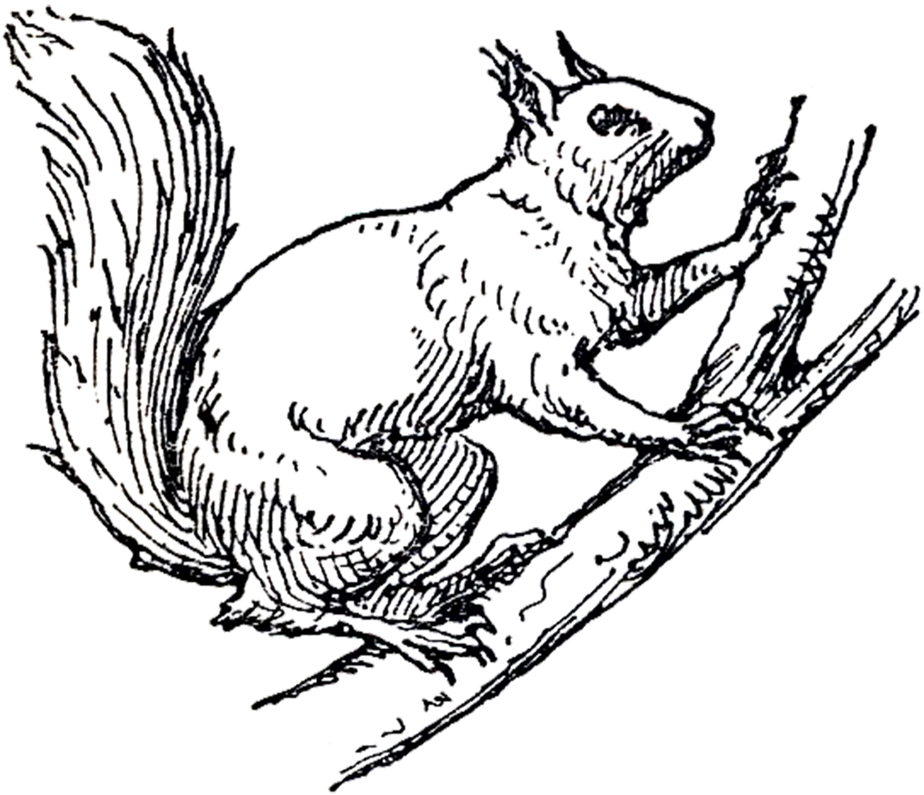 Vintage Squirrel Illustration! 