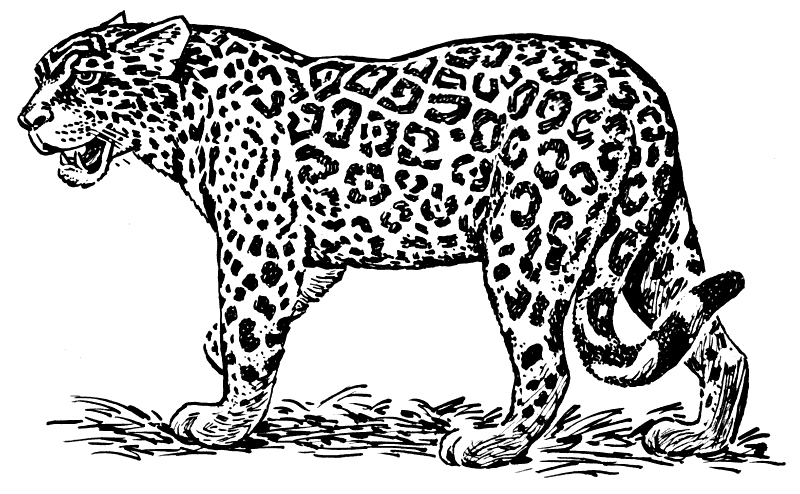 Free grey jaguar animal face clipart 