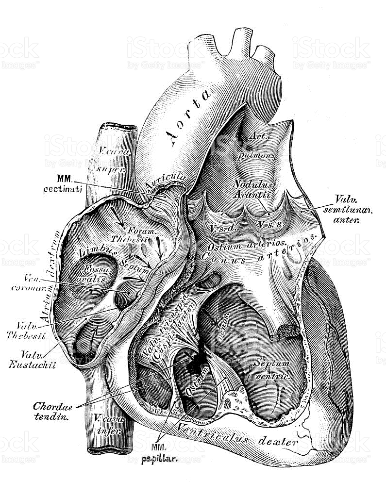 Human Anatomy Scientific Illustrations Heart Veins And Arteries 