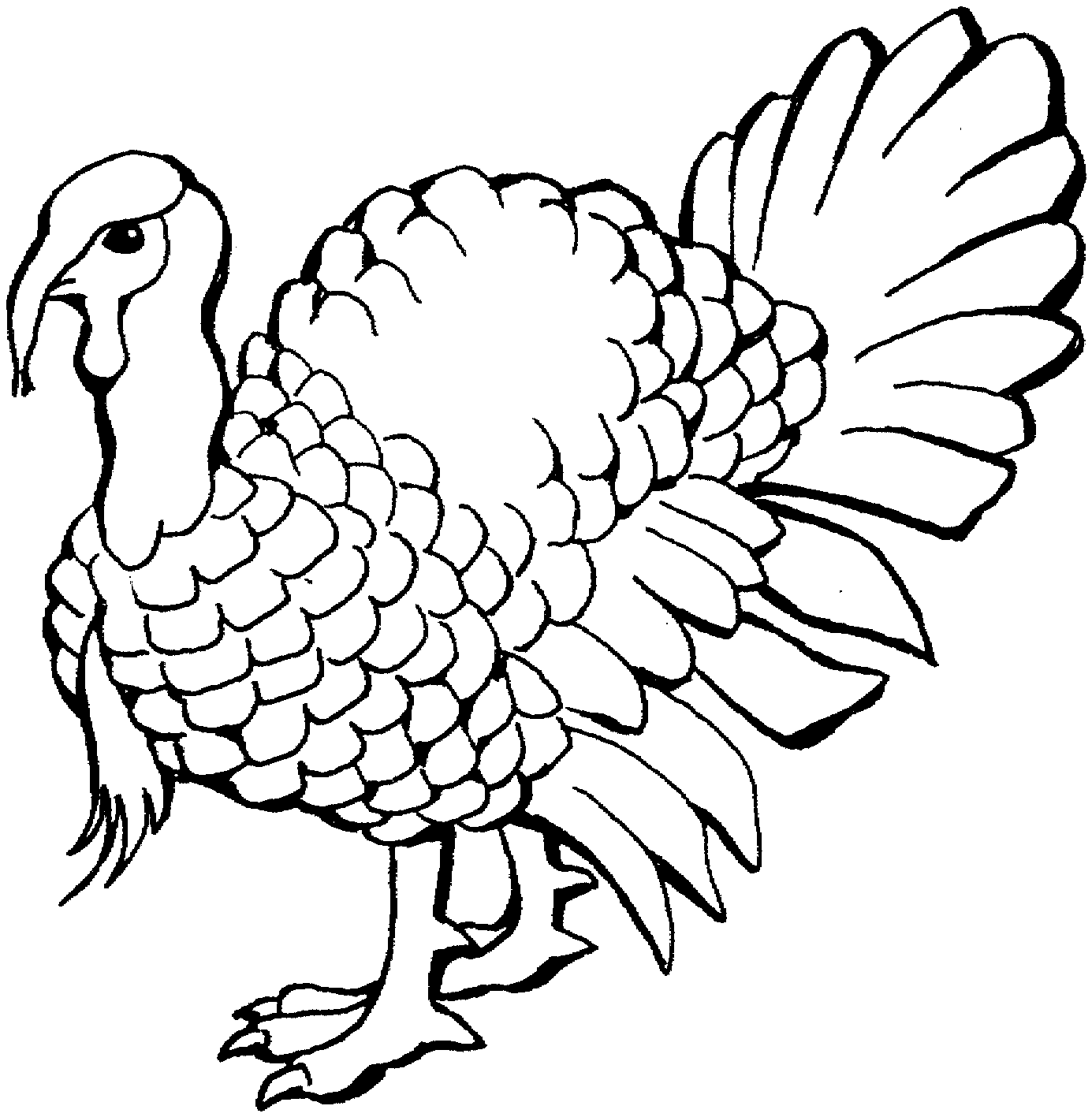 Turkey Drawing Pictures 