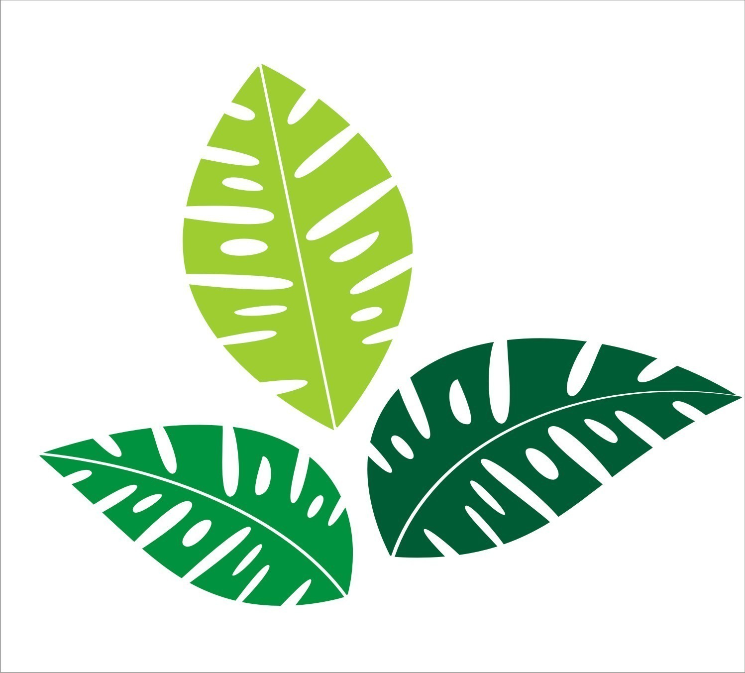 Monstera leaf clipart