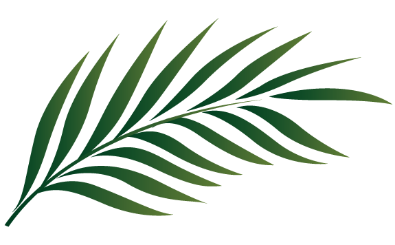 Palm Tree Leaf Clipart