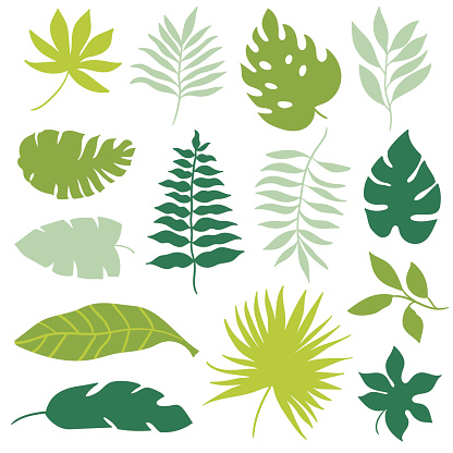 Tropical Leaves Clip Art, Vector Image  Illustrations 