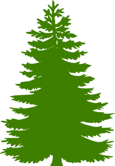 Cedar Tree Clipart 