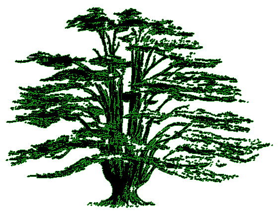 Cedar Tree Drawing 