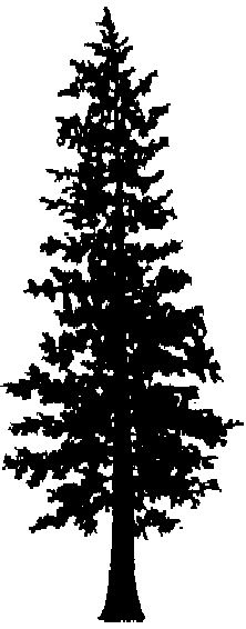 Cedar tree clipart black and white 