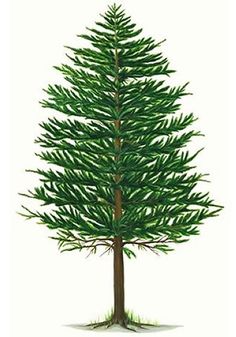Illustration Of Evergreen Tsuga Canadensis 