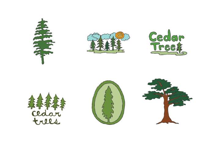 Free Cedar Tree Vector Series 