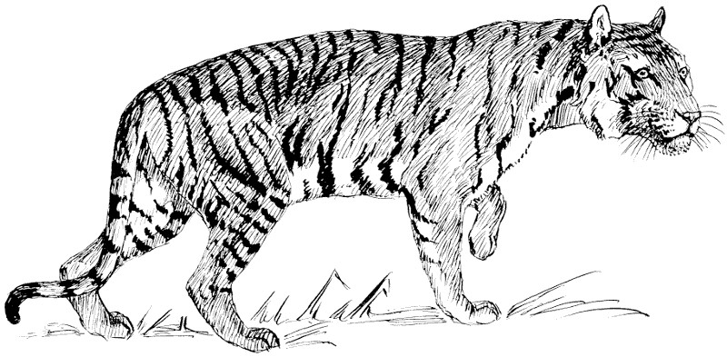 Tiger Clip Art Black and White – Clipart Free Download 