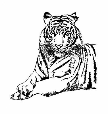 Tiger black and white tiger clip art black and white free clipart 