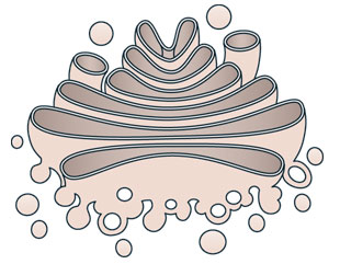 Featured image of post Sketch Of Golgi Apparatus The golgi apparatus is located in the cytoplasm of a cell near the endoplasmic reticulum