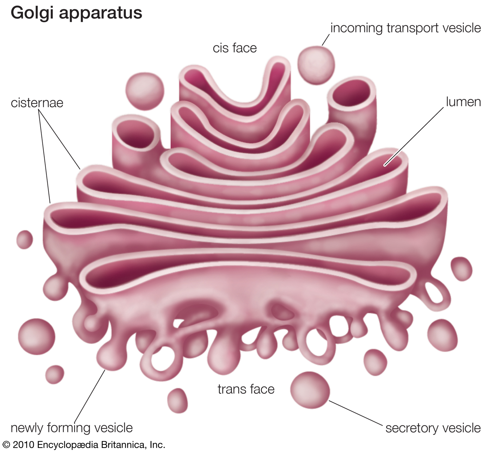 Featured image of post Golgi Apparatus Cartoon Drawing You can download 659 434 of science cartoon now