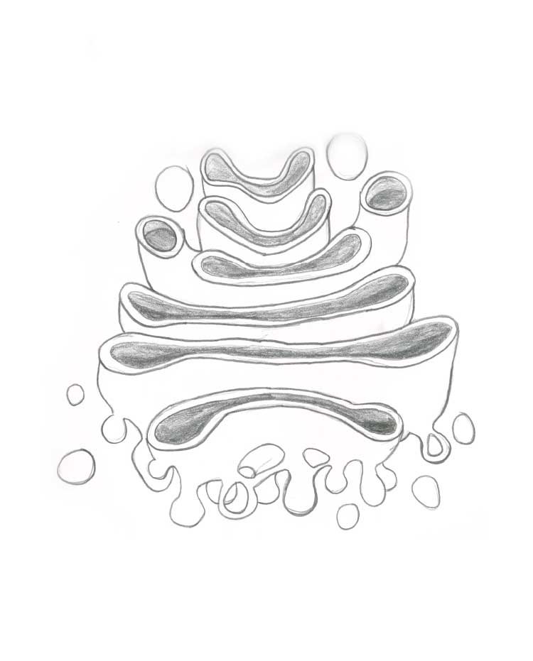 JLinNation on Twitter: Golgi Apparatus Pencil Drawing to Adobe - Clip