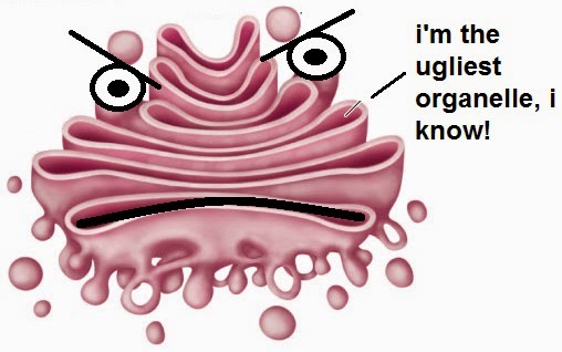 Featured image of post Golgi Apparatus Cartoon Drawing