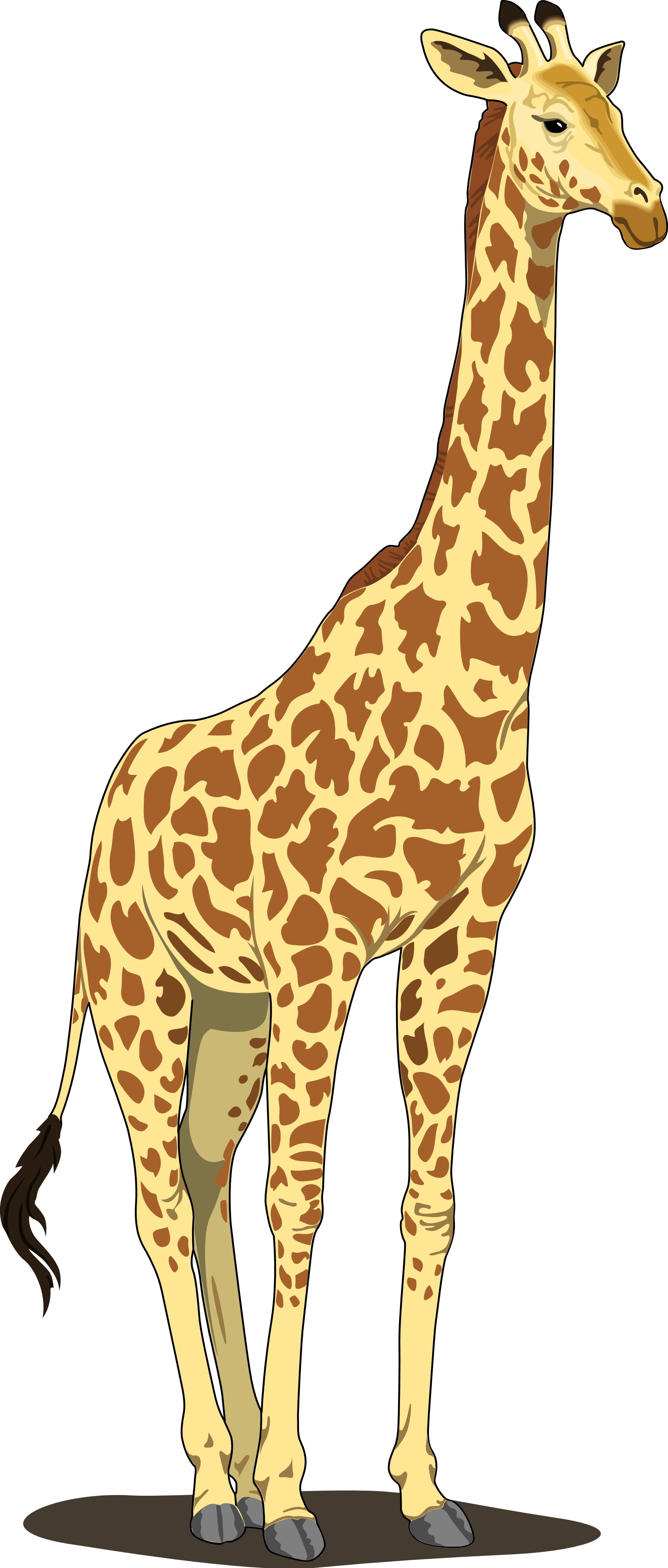 Giraffe PNG image free download 