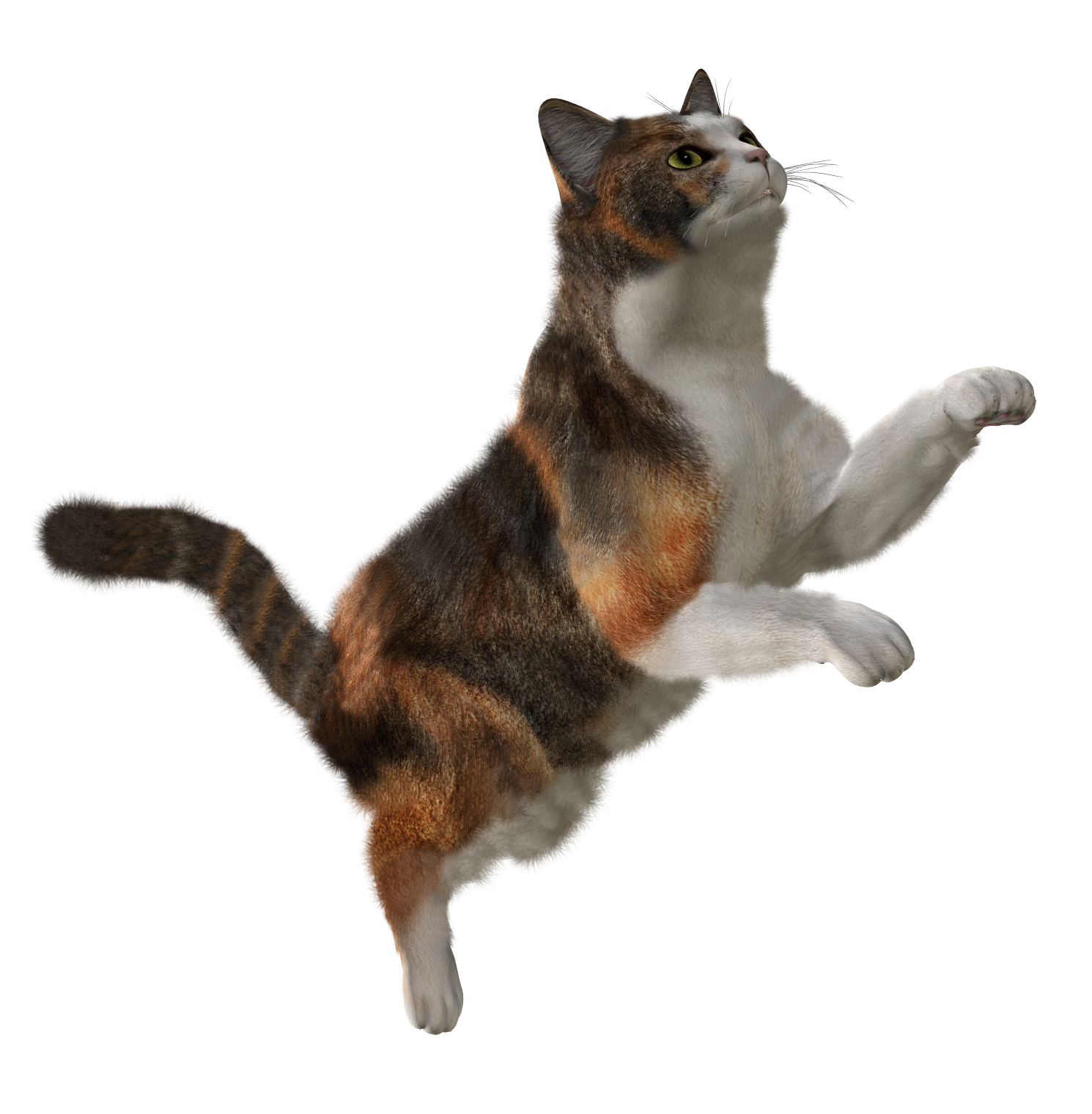 png image, free download picture, kitten 
