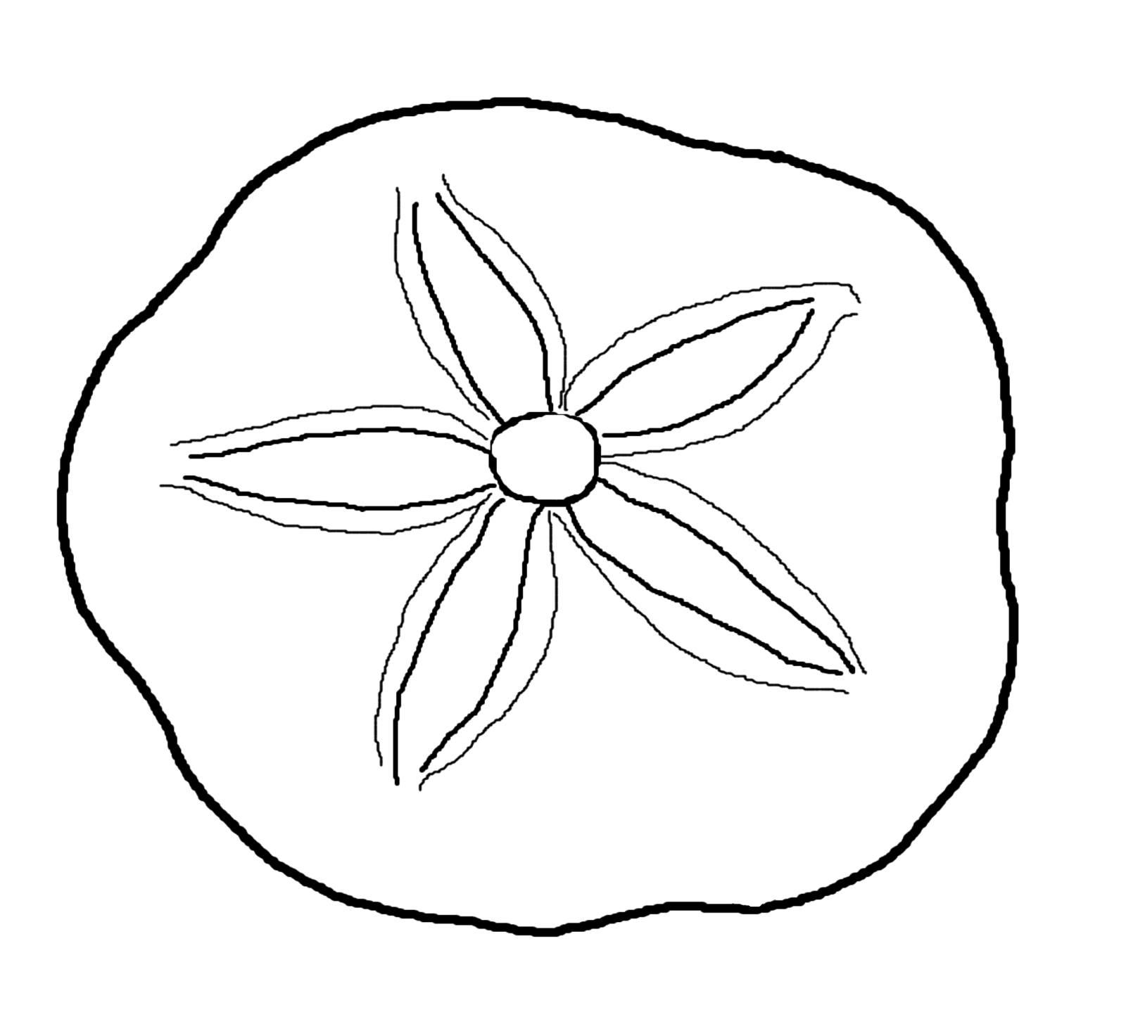 Sand Dollar Clipart Black And White 