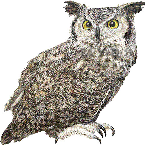 Great horned owl clip art 