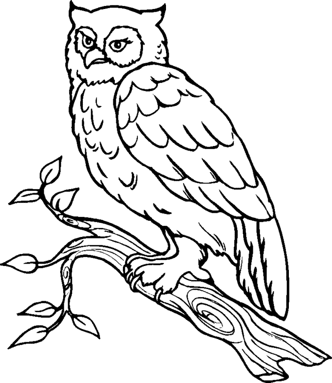 Great horned owl clip art 