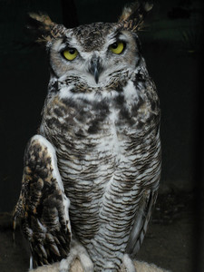 Great Horned Owl Photo Clipart Image 