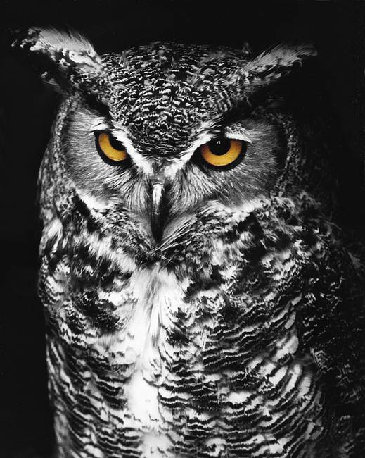 Great horned owl clipart black and white 