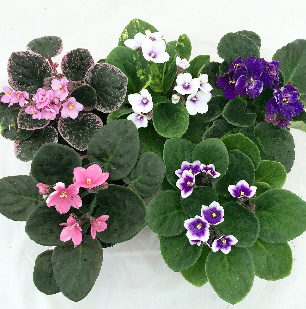 Free Cliparts African Violet, Download Free Cliparts African Violet png